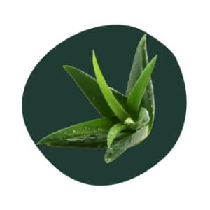 Aloe