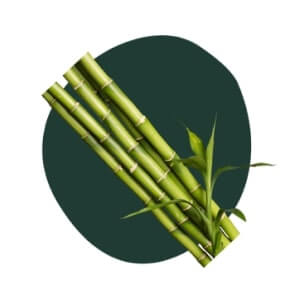 Bamboo