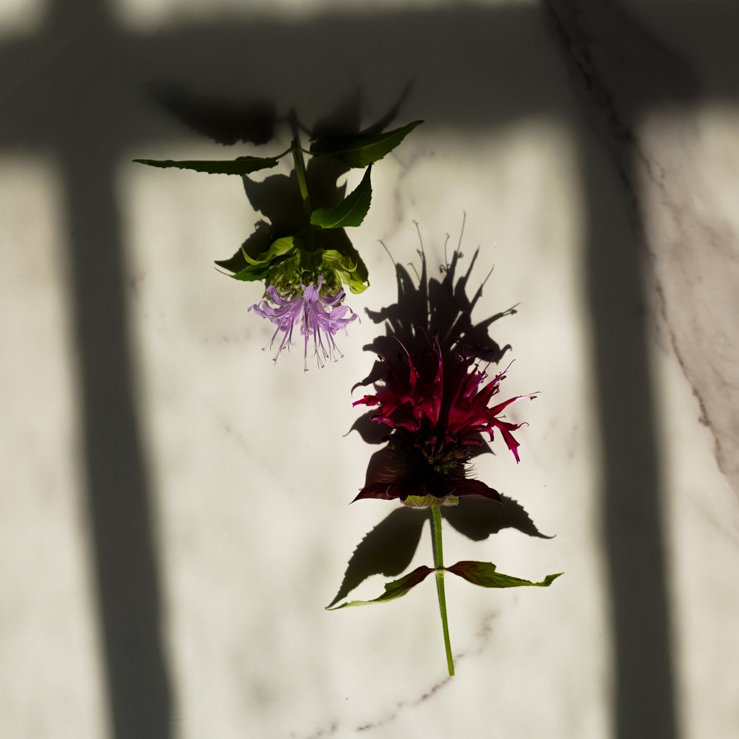 Wildcrafted Bee Balm Hydrosol - Limited Edition