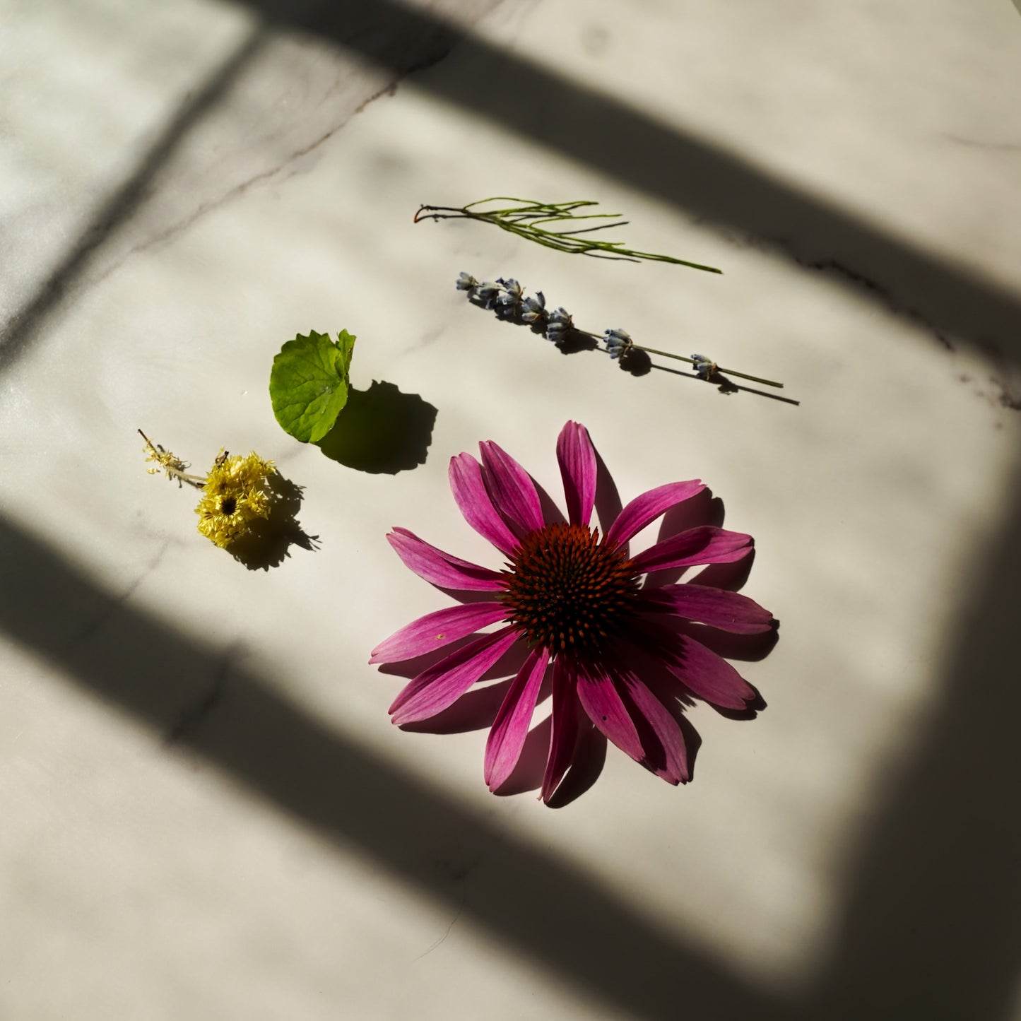 Chrysalis Oil Cleanser