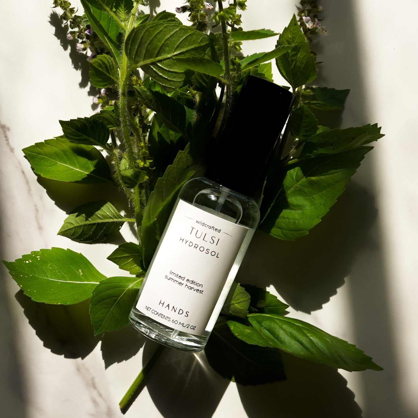 Wildcrafted Tulsi Hydrosol - Limited Edition