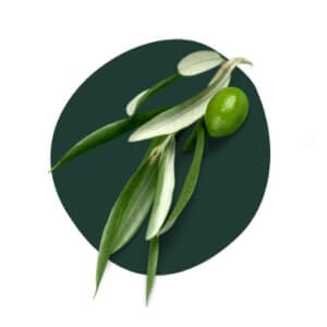 Olive Leaf
