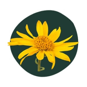 Arnica