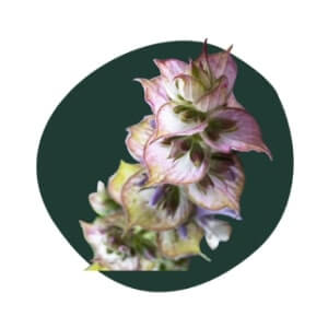 Clary Sage