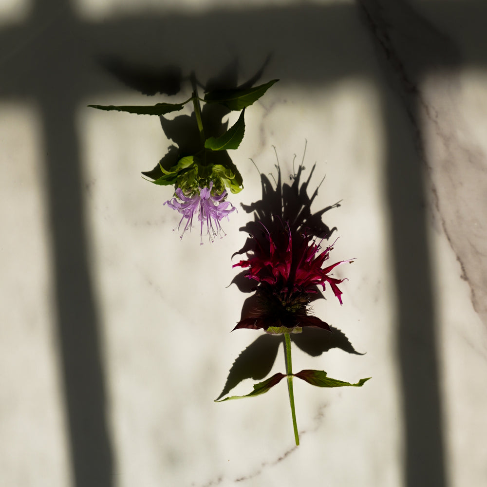 
                      
                        Wildcrafted Bee Balm Hydrosol - Limited Edition
                      
                    