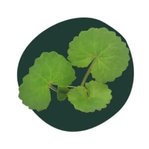 Gotu Kola